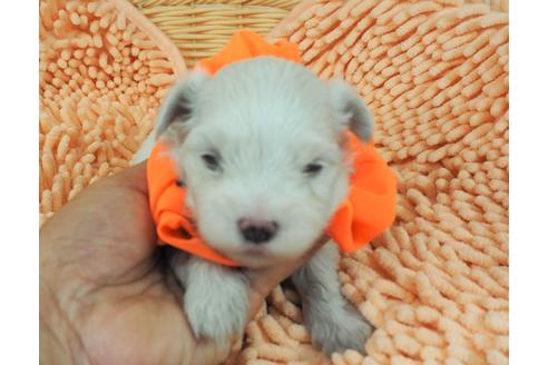 成約済の埼玉県のマルチーズ-103122の1枚目